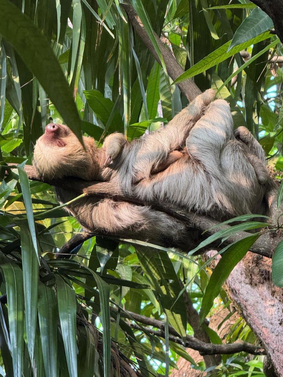 Arenal Paradise Lodge ラ・フォルトゥナ エクステリア 写真