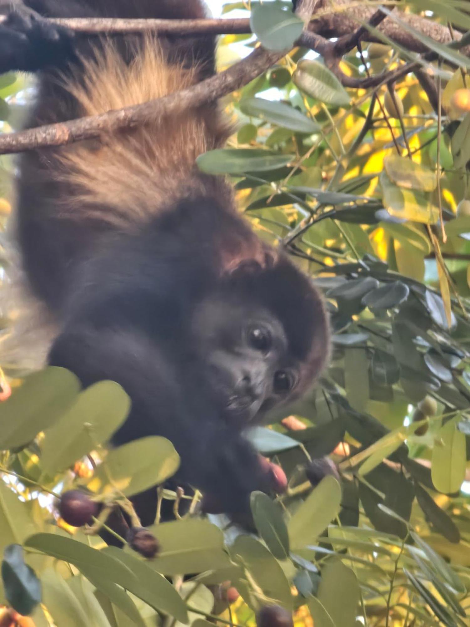 Arenal Paradise Lodge ラ・フォルトゥナ エクステリア 写真